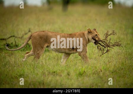 La lionne marche à travers la longue branche transportant l'herbe Banque D'Images