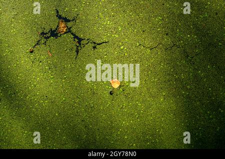 Duckweed flottant sur l'eau. Banque D'Images