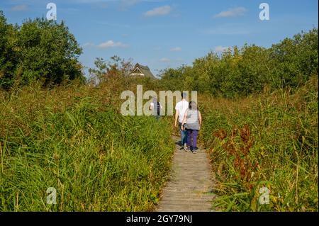 Les visiteurs se promonant au milieu d'une végétation dense et élevée sur un chemin en bois jusqu'au Broadland conservation Center de Ranworth Broad, Norfolk, Angleterre. Banque D'Images