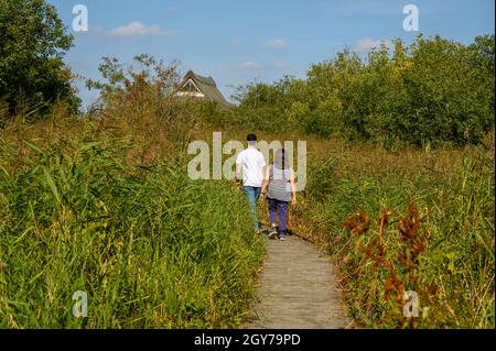 Les visiteurs se promonant au milieu d'une végétation dense et élevée sur un chemin en bois jusqu'au Broadland conservation Center de Ranworth Broad, Norfolk, Angleterre. Banque D'Images