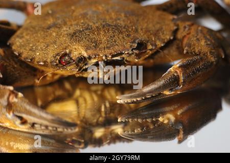 pinces à crabe en purée délicieuses pincettes de fruits de mer Banque D'Images