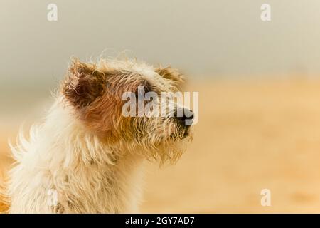 Gros plan sur la plage de chiens de race blanche et brune. Banque D'Images