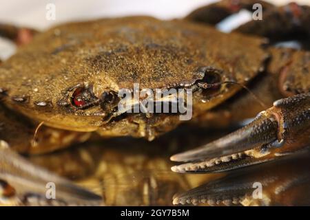 pinces à crabe en purée délicieuses pincettes de fruits de mer Banque D'Images