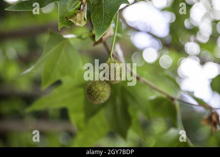 Détail de fruits non mûrs sur un arbre, nature Banque D'Images