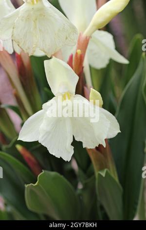 Cautleya jaune pâle roscoea fleuri, Roscoea cautleyoides variété Kew Beauty, fleurs en gros plan avec un arrière-plan sombre flou. Banque D'Images