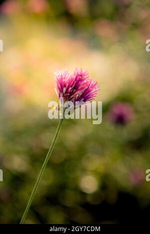 Gomphrena globosa ou fleur d'artifice. Fleur violette dans le disque du soleil. Banque D'Images