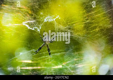 Spider web et sur un ciel coloré. l'art de l'araignée de web avec la lumière du soleil. Banque D'Images