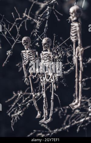 Trois squelettes humains pendent d'un vieux arbre de la forêt.Mise au point sélective.Gros plan.Arrière-plan du concept d'Halloween. Banque D'Images