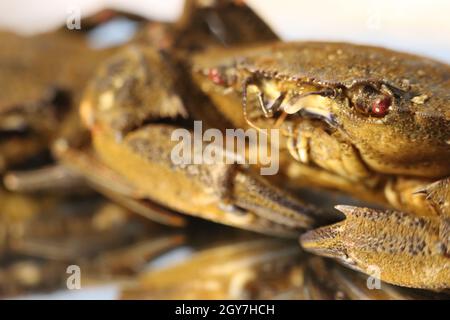 pinces à crabe en purée délicieuses pincettes de fruits de mer Banque D'Images