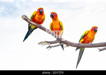 Conures perchées sur une branche. Bird est un animal de compagnie populaire en Thaïlande. Banque D'Images
