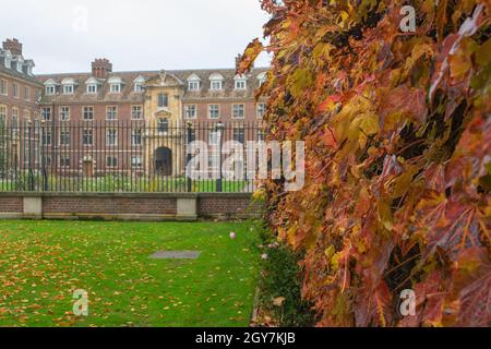 Feuilles d'automne jaunes et brunes sur un mur en face d'une ancienne propriété fermée à Cambridge en Angleterre Banque D'Images