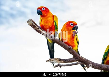 Conures perchées sur une branche. Bird est un animal de compagnie populaire en Thaïlande. Banque D'Images