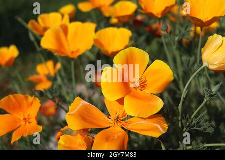 Fleurs jaunes d'eschscholzia californica ou coquelicot californien doré, coupe d'or, plante florale de la famille des papaveraceae. Mise au point sélective. Banque D'Images