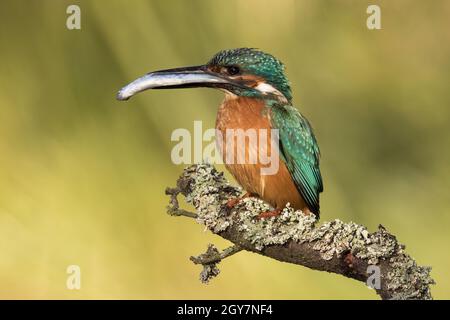 Mâle de kingfisher commun, alcedo atthis, assis sur une branche avec poisson pêché dans le bec. Petit oiseau coloré tenant une proie sur une branche de la vue latérale. Sauvage Banque D'Images