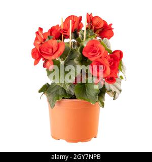 Begonia rouge en pleine fleur sur fond blanc Banque D'Images