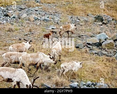 Rennes dans la toundra. Les pâturages pour les cerfs. L'élevage du renne Banque D'Images