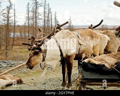 Rennes dans la toundra. Les pâturages pour les cerfs. L'élevage du renne Banque D'Images