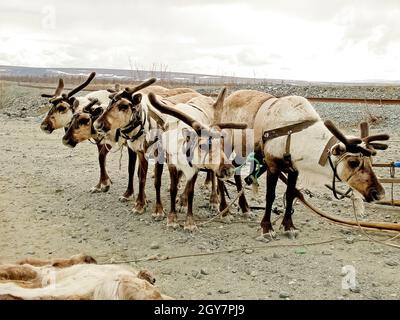 Rennes dans la toundra. Les pâturages pour les cerfs. L'élevage du renne Banque D'Images