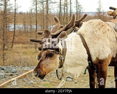 Rennes dans la toundra. Les pâturages pour les cerfs. L'élevage du renne Banque D'Images