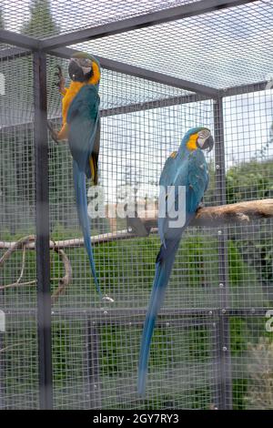 Paire de macaw bleu et jaune (Ara ararauna), également connue sous le nom de macaw bleu et or dans la cage.Un grand perroquet sud-américain. Banque D'Images