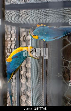 Paire de macaw bleu et jaune (Ara ararauna), également connue sous le nom de macaw bleu et or dans la cage.Un grand perroquet sud-américain. Banque D'Images