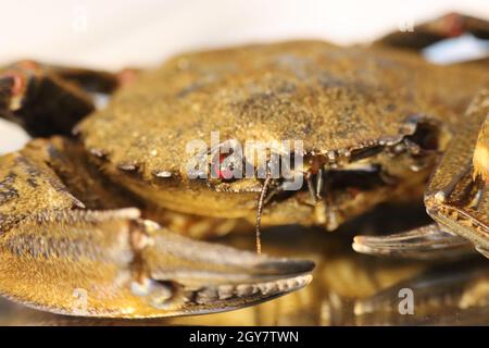 pinces à crabe en purée délicieuses pincettes de fruits de mer Banque D'Images