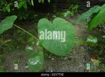 Vert frais Nouveau Taro Colocasia Elephant Ear plants ou Arbi Leaf avec gouttes de pluie ou le matin Dew. Cette plante ornementale de zone humide peut contenir de l'eau à cause de lui Banque D'Images