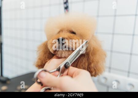 Soins pour chiens.Toilettage des chiens dans le salon. Banque D'Images