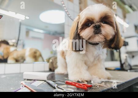 Soins pour chiens.Toilettage des chiens dans le salon. Banque D'Images