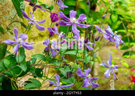 Fleurs de clématis violettes qui poussent sur un treillis en bois dans un jardin avec un mur derrière. Banque D'Images