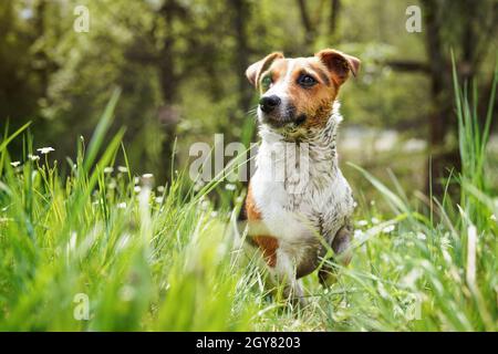 Petit terrier Jack Russell assis dans l'herbe, sa fourrure très sale de la boue, regardant attentivement, brouillé arrière-plan des arbres. Banque D'Images