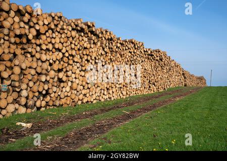 Image panoramique du sentier le long des piles de grumes, foresterie en Allemagne Banque D'Images