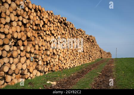 Image panoramique du sentier le long des piles de grumes, foresterie en Allemagne Banque D'Images