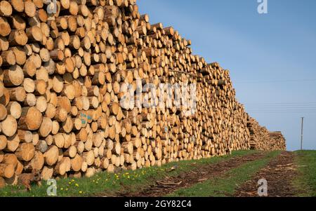 Image panoramique du sentier le long des piles de grumes, foresterie en Allemagne Banque D'Images