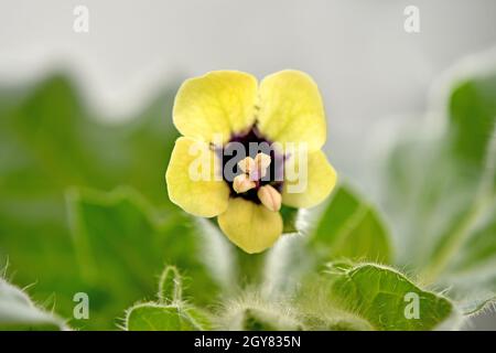 Jusquiame blanche, plante médicinale et des drogues avec des fleurs Banque D'Images