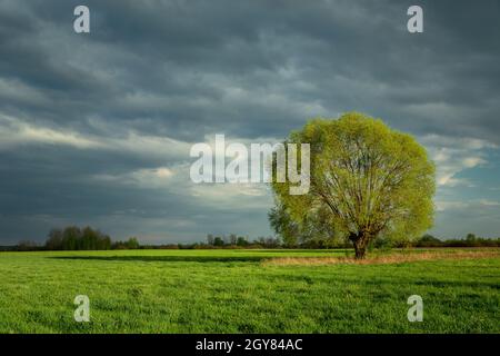 Grand arbre poussant dans un pré et ciel nuageux Banque D'Images