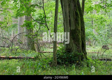 Vieux chênes à l'automne peuplement d'arbres à feuilles caduques avec vieux tilleul en premier plan, forêt de Bialowieza, Pologne, Europe Banque D'Images