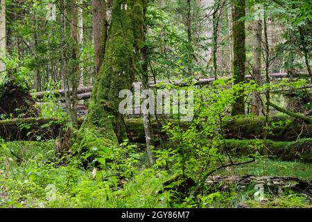 Matin dans une forêt à feuilles caduques avec de vieux arbres et des arbres en partie déclinés brisés, Bialowieza Forest, Pologne, Europe Banque D'Images