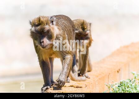 Petit singe, sa Coma, Majorque Banque D'Images