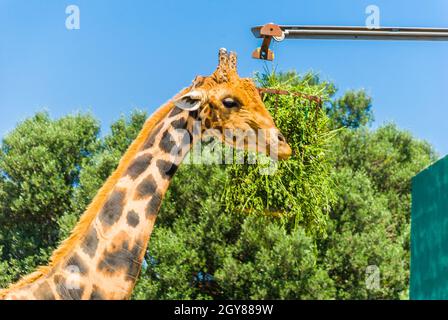 Les girafes, Safari Park - Majorque Banque D'Images