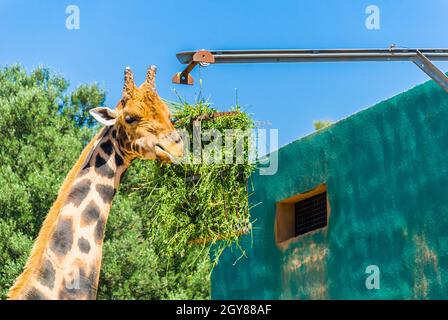 Les girafes, Safari Park - Majorque Banque D'Images