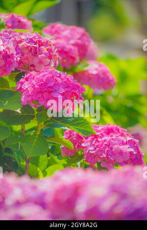 De l'image de l'hortensia rouge (Kamakura).Lieu de tournage: Kamakura, préfecture de Kanagawa Banque D'Images