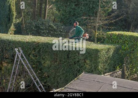 Élagage des buissons dans le jardin. Jardinage d'automne. Banque D'Images