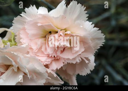 Blanc et rose jardin rose, Dianthus plumarius variété Devon crème, fleur où la couleur jaune habituelle a généralement disparu avec un fond de flou Banque D'Images