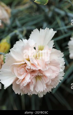 Blanc et rose jardin rose, Dianthus plumarius variété Devon crème, fleur où la couleur jaune habituelle a généralement disparu avec un fond de flou Banque D'Images