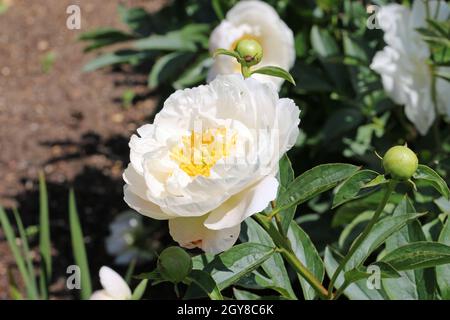 Pivoine blanche, Paeonia lactiflora variété Miss America, fleurs avec un fond de feuilles et de fleurs floues. Banque D'Images