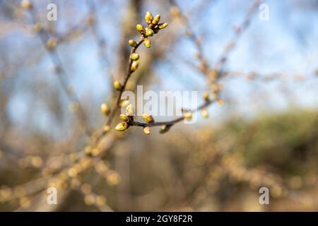 La première fleur délicate pousse sur les branches du cerisier au printemps Banque D'Images