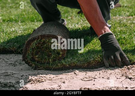 Gerbage professionnel d'herbe laminée fraîche. Les mains du jardinier dans les gants de jardinage pose de gazon faire une nouvelle pelouse Banque D'Images