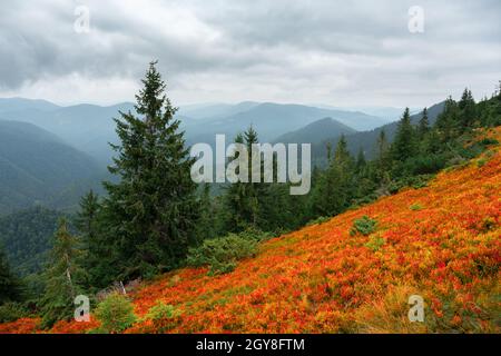 Arbustes à bleuets d'orange couvrant un pré d'automne dans les Carpates, Ukraine.Photographie de paysage Banque D'Images