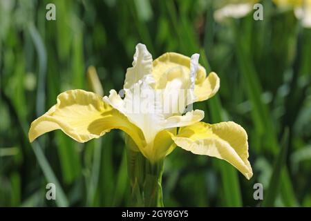 Iris sibérien jaune et blanc, Iris sibirica variété beurre et sucre, fleur avec un fond flou de feuilles. Banque D'Images